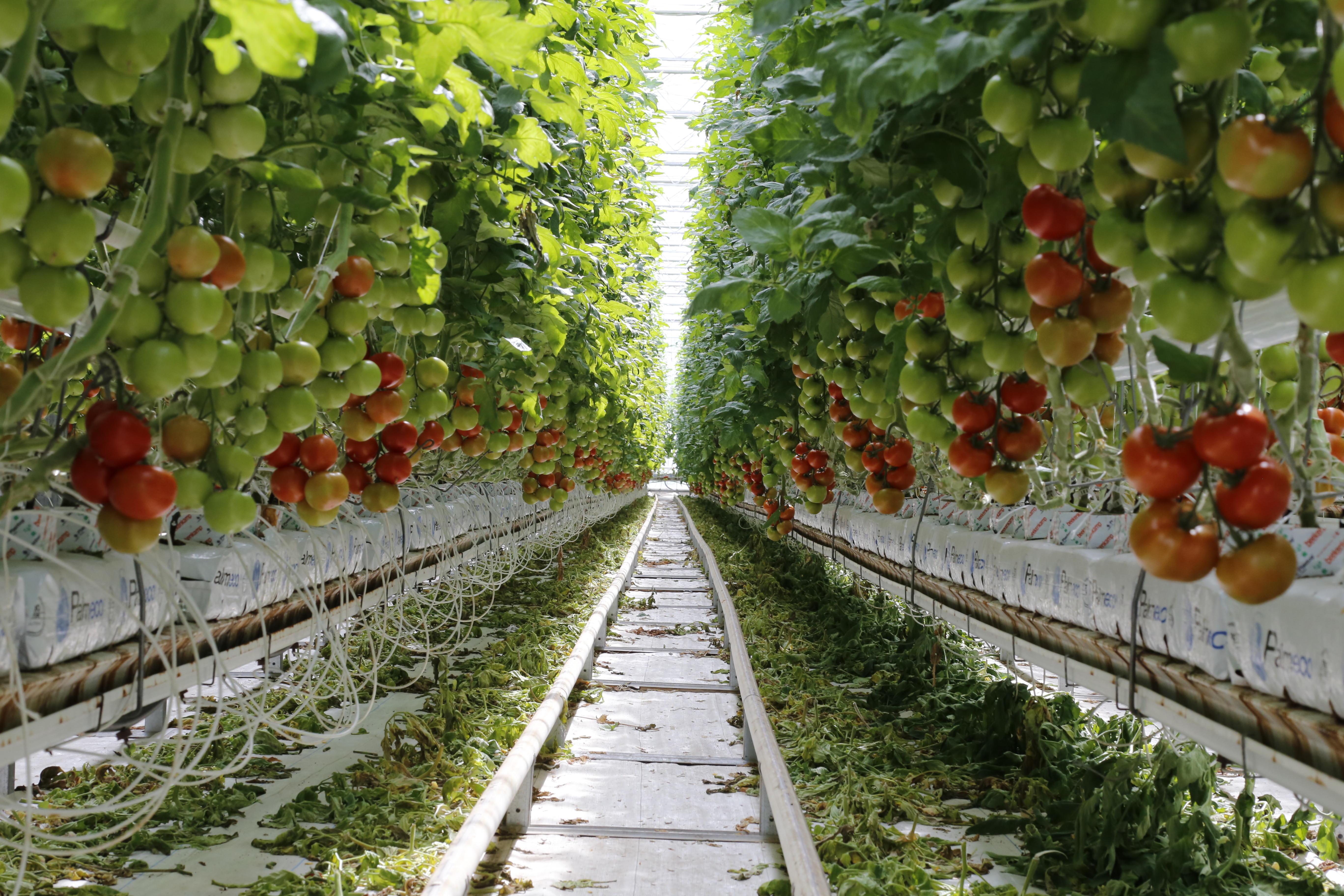 Tomates Crédits LID