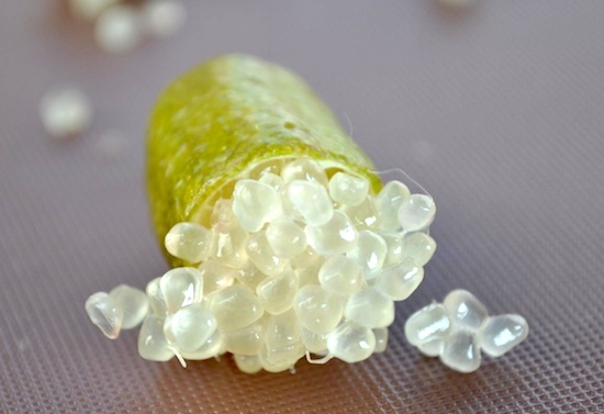 Citron caviar © Citron caviar. Susie Foodie – Licence CC BY-NC-ND 2.0