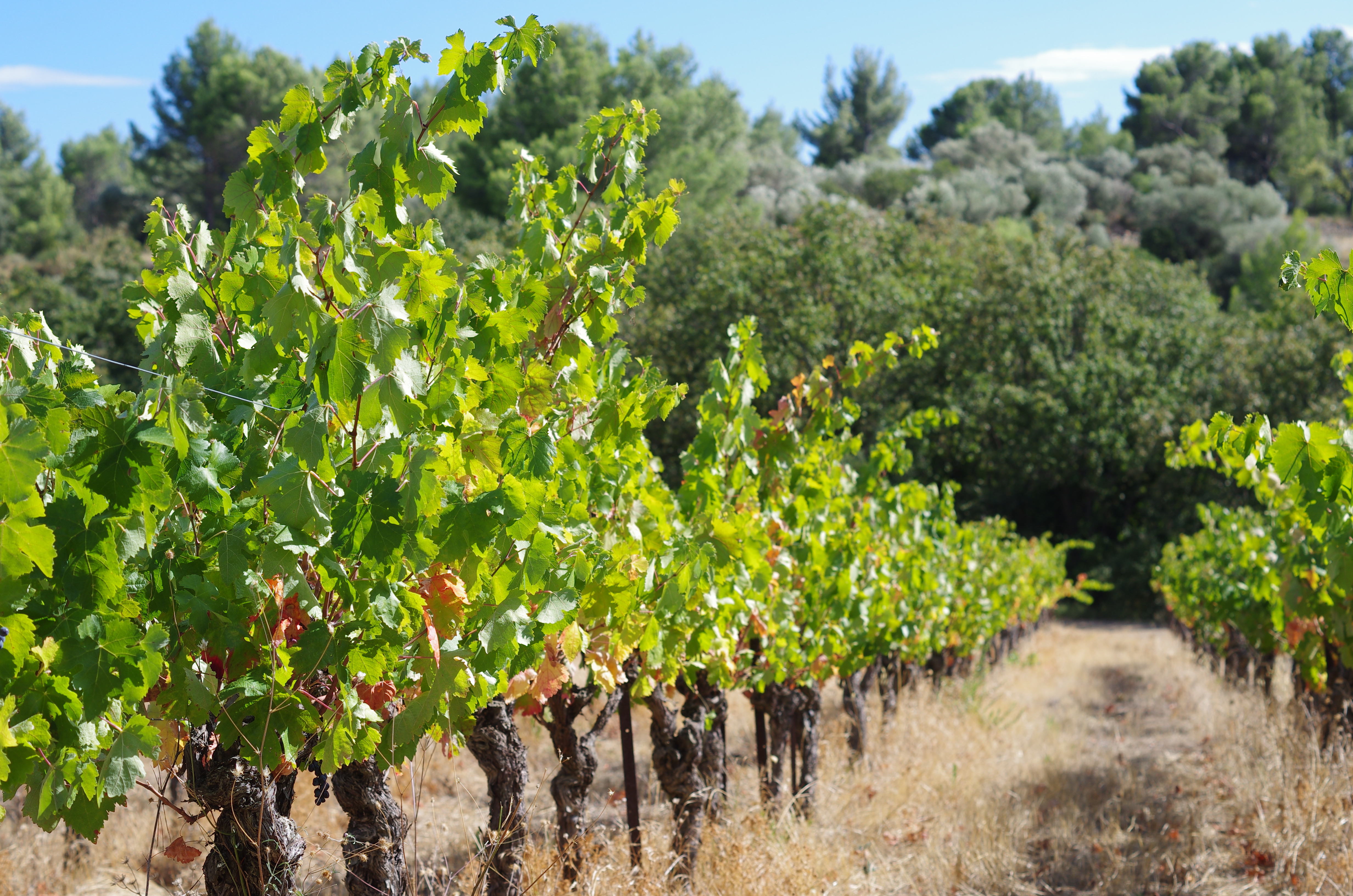 VIgnes Grange de Bouys