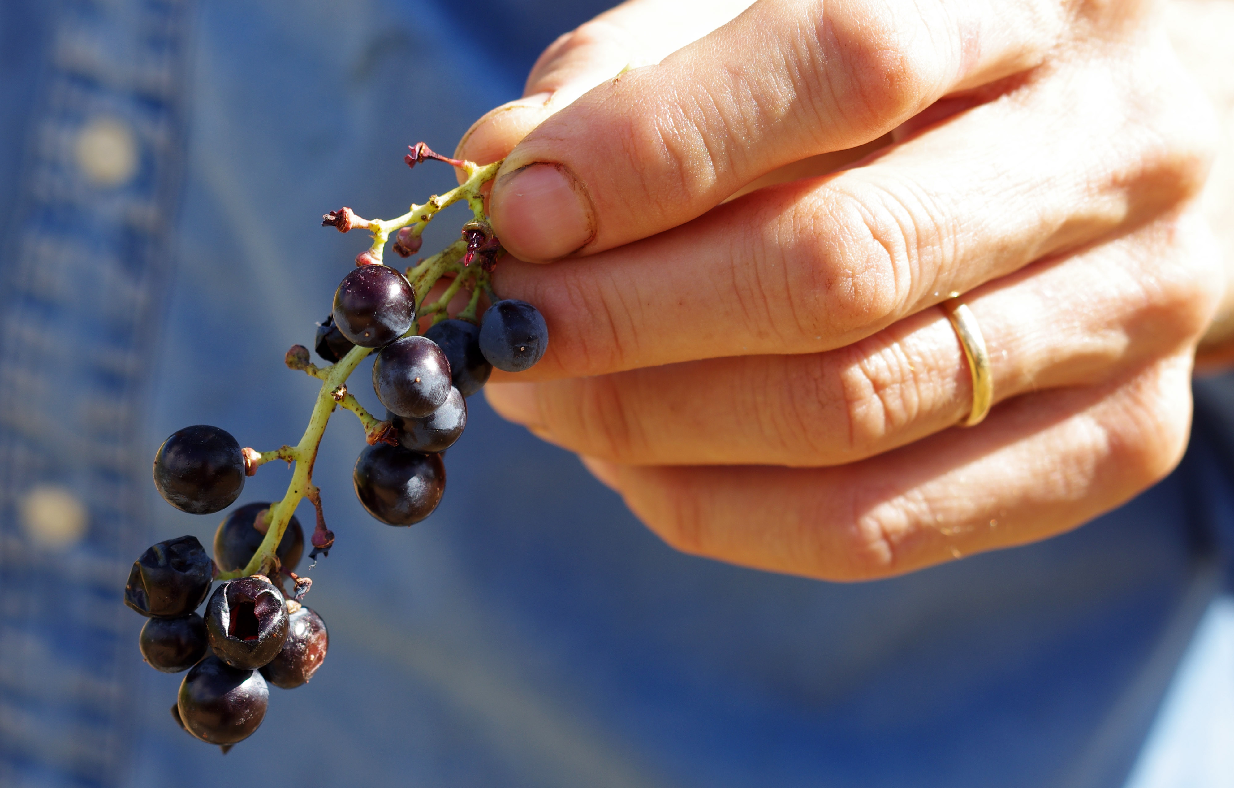 Raisin Grange de Bouys