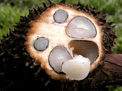 Graines de tagua coupée en deux
