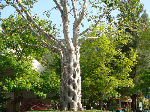 Arbre panier