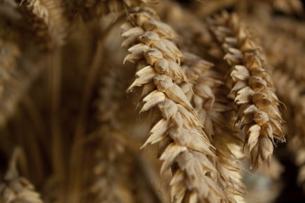 Du blé, crédit flickr Max LeMans