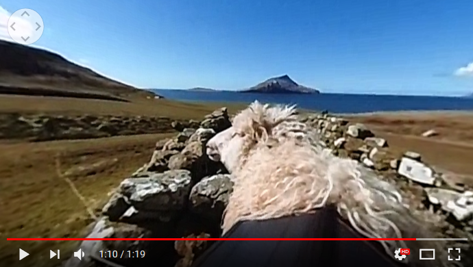 moutons google sheep view