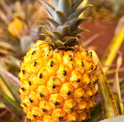 Ananas au four