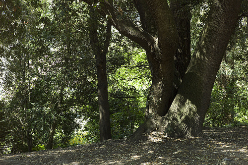 Le jardin écologique du Jardin des Plantes