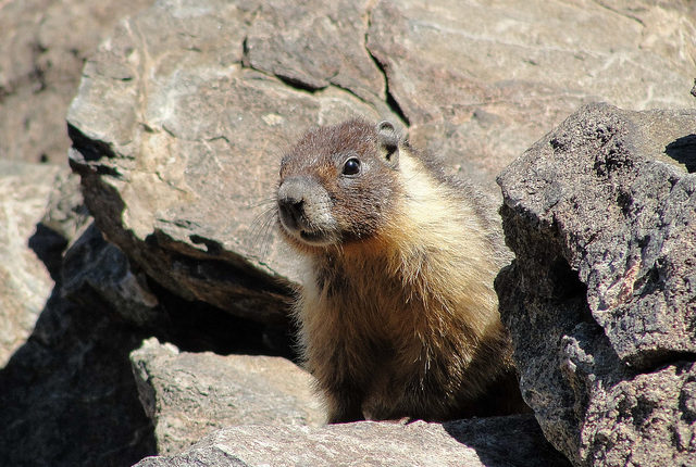 La Chandeleur, l'ours et la marmotte