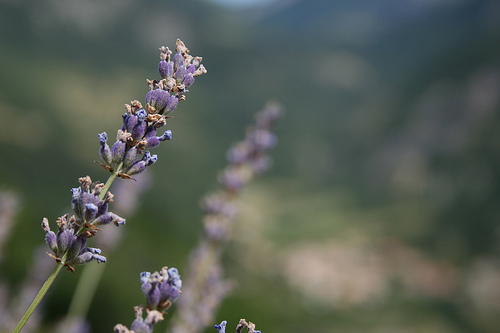 Une  tisane du soir au parfum de Provence