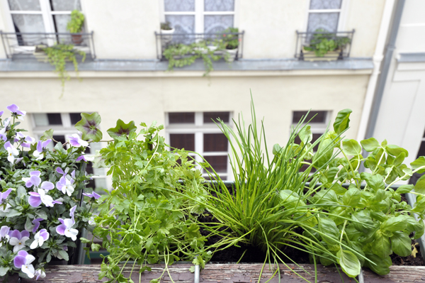 Mon petit jardin d’herbes