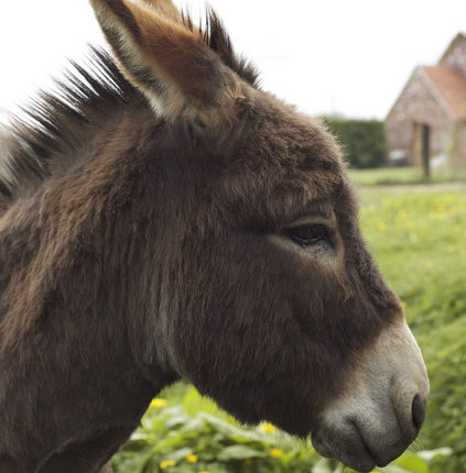 L'âne, un animal pas si bête