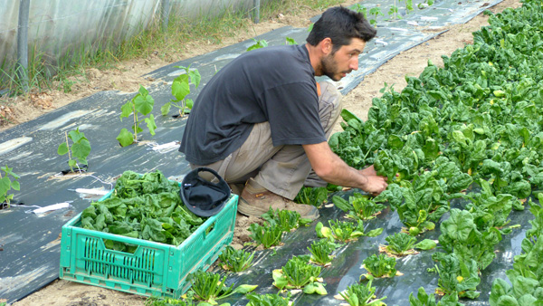 Les beaux légumes de Belle Île en Mer