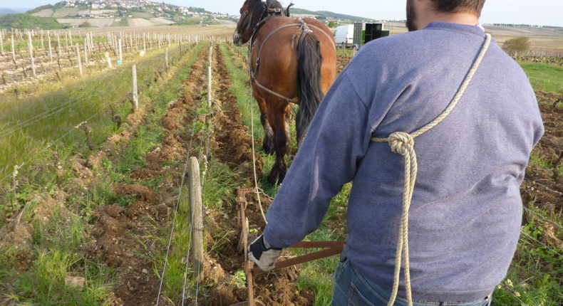 Sébastien Riffault, vigneron naturel