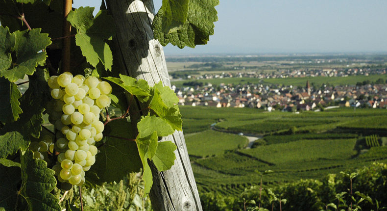 Les vignes © Nigab Pressbilder