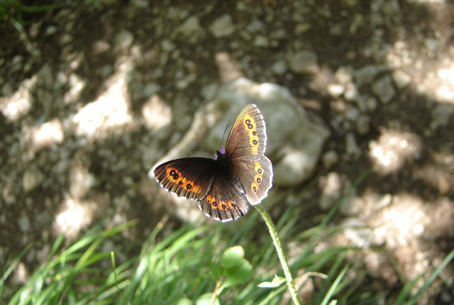 Le "peuple du jardin"