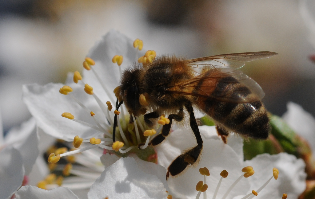 "Les abeilles sont des sentinelles de l'environnement"