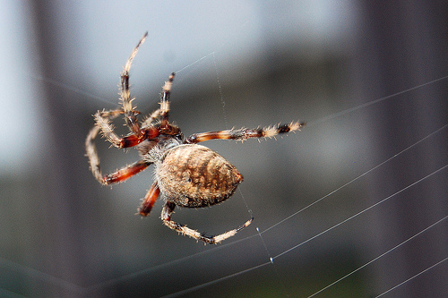 Qui a peur des araignées?