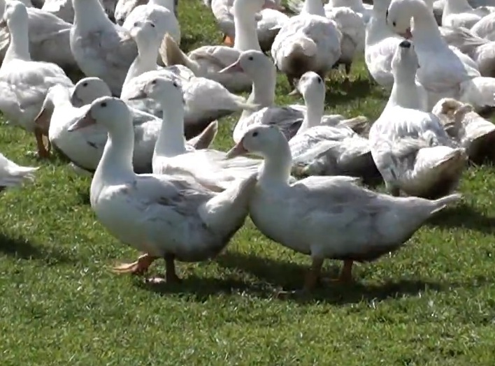 Les canards, ces sauveurs du riz bio !