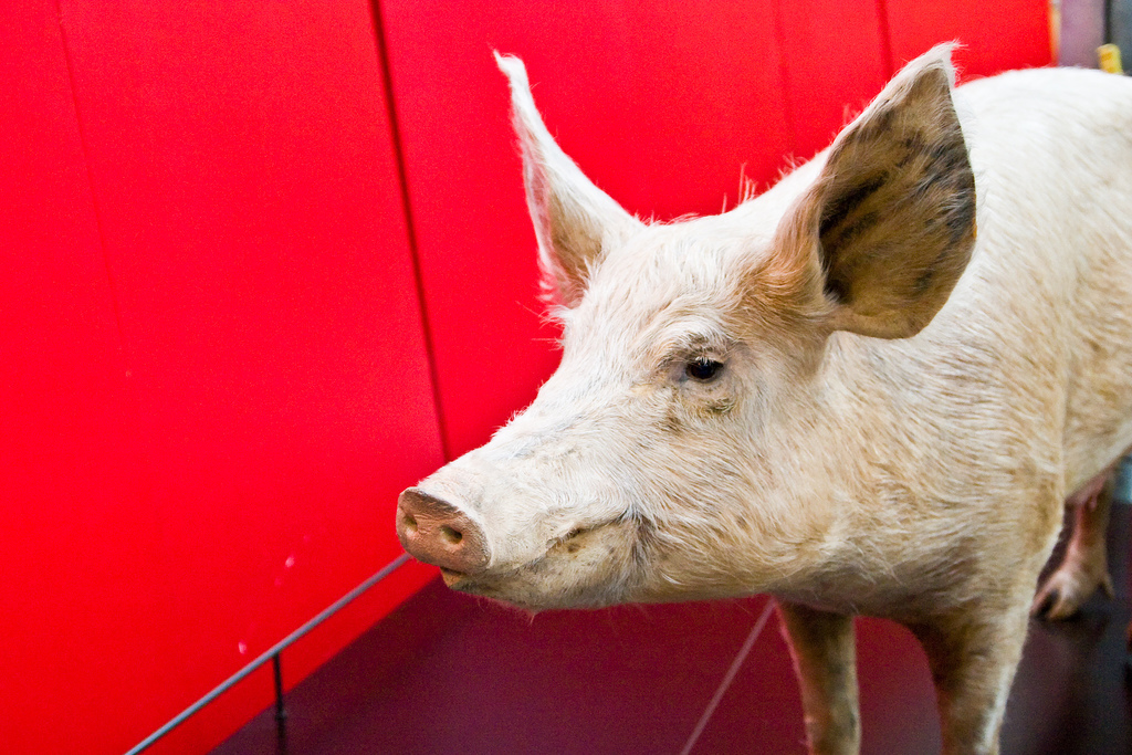 La promesse de l'or vert sous le lisier de porc