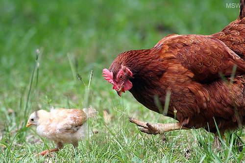 Quel poulet dans mon assiette ?