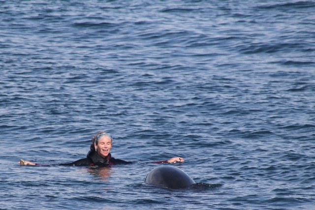 Nage avec les dauphins