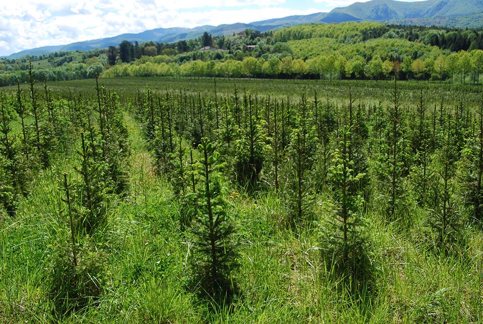Les sapins bio made in Ariège