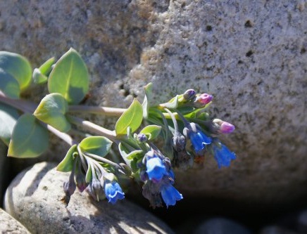 L’huître végétale, une plante à croquer !