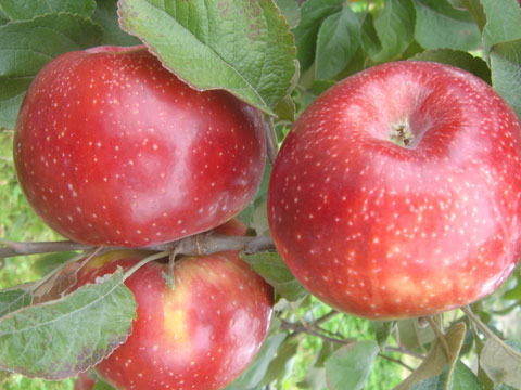 La pomme bio Juliet