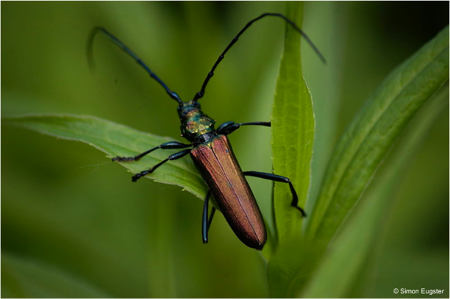 Participez aux inventaires participatifs de la biodiversité forestière !