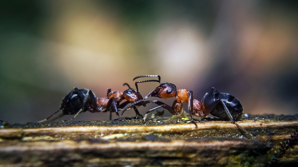 1000 milliards de fourmis !