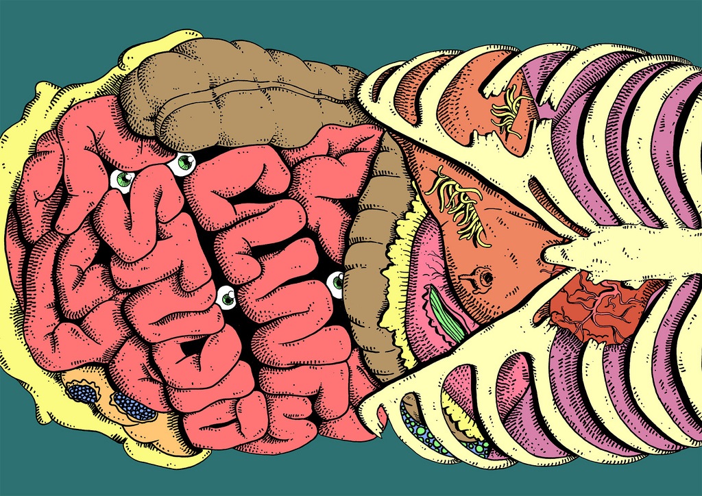 Le ventre, notre deuxième cerveau