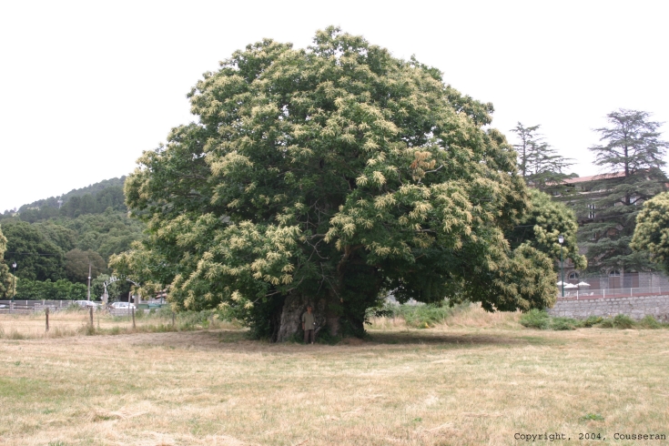 Arbres remarquables