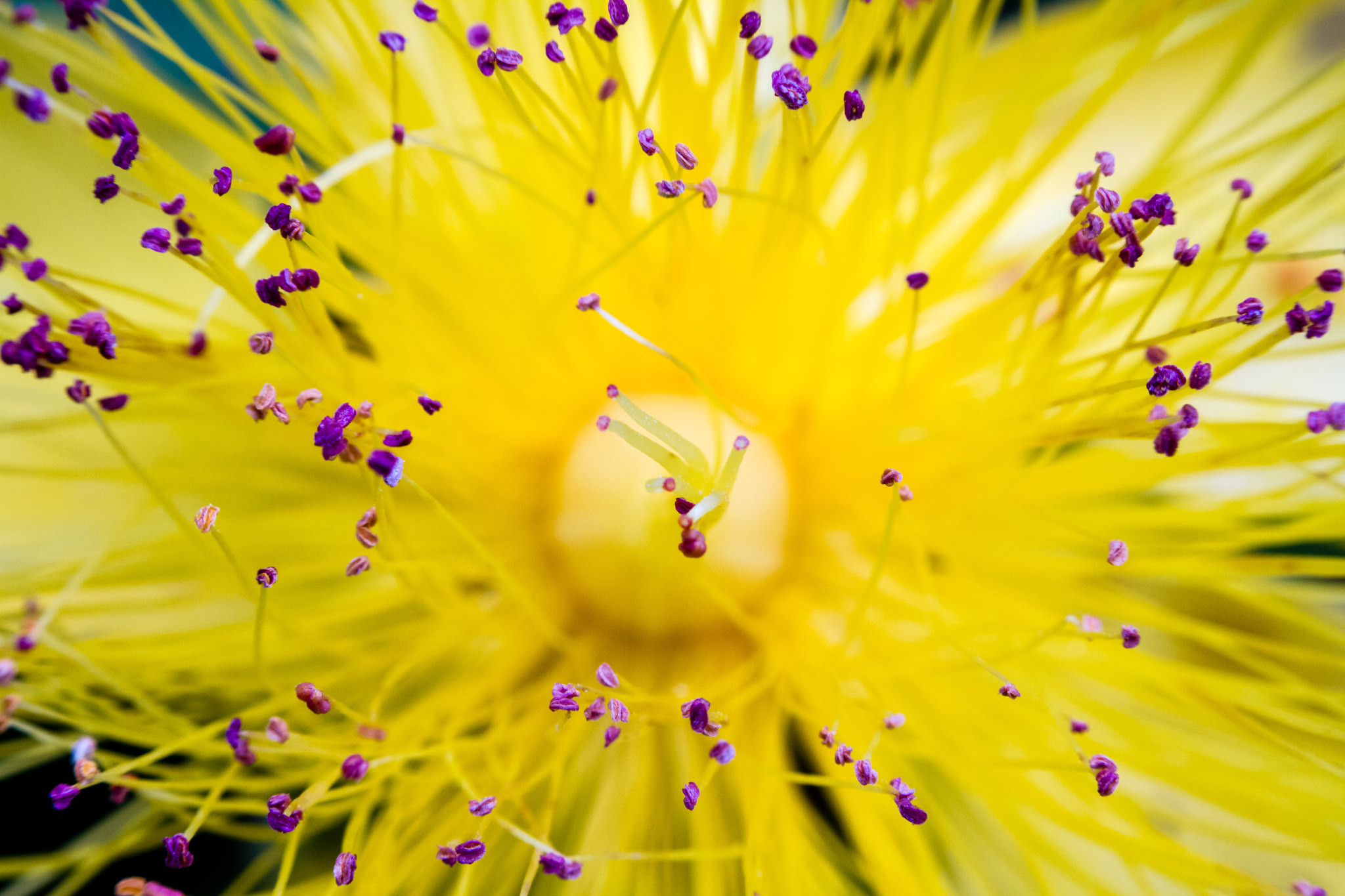 Des fleurs contre la déprime