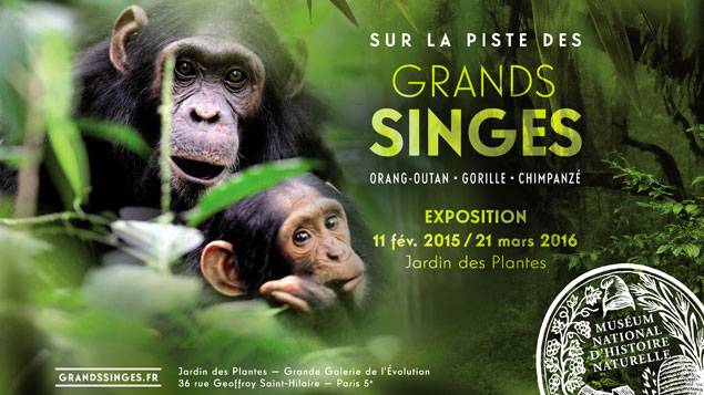 Sur la piste des Grands Singes, l'exposition