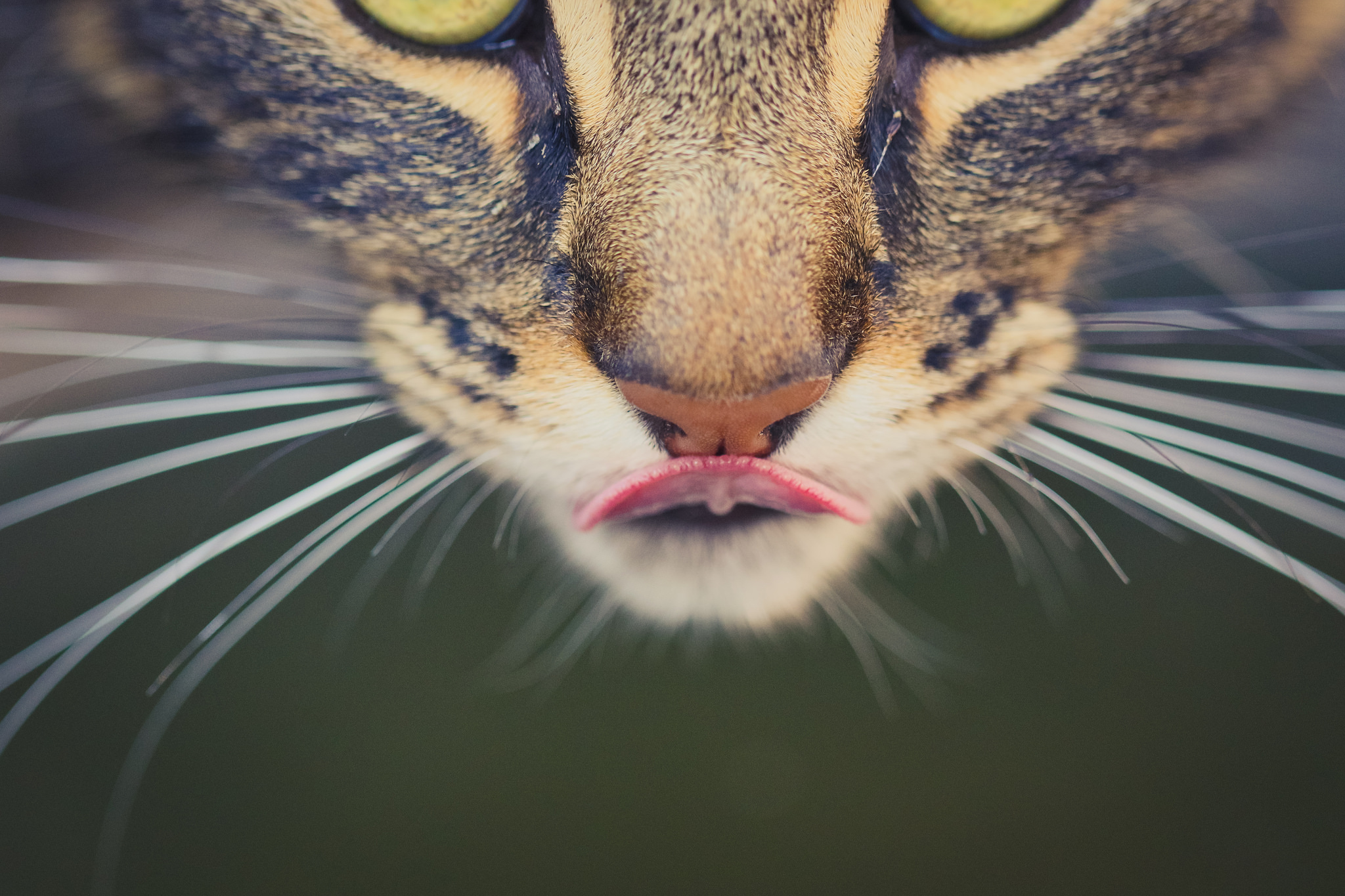 Pourquoi ne mangez-vous pas votre chat ?