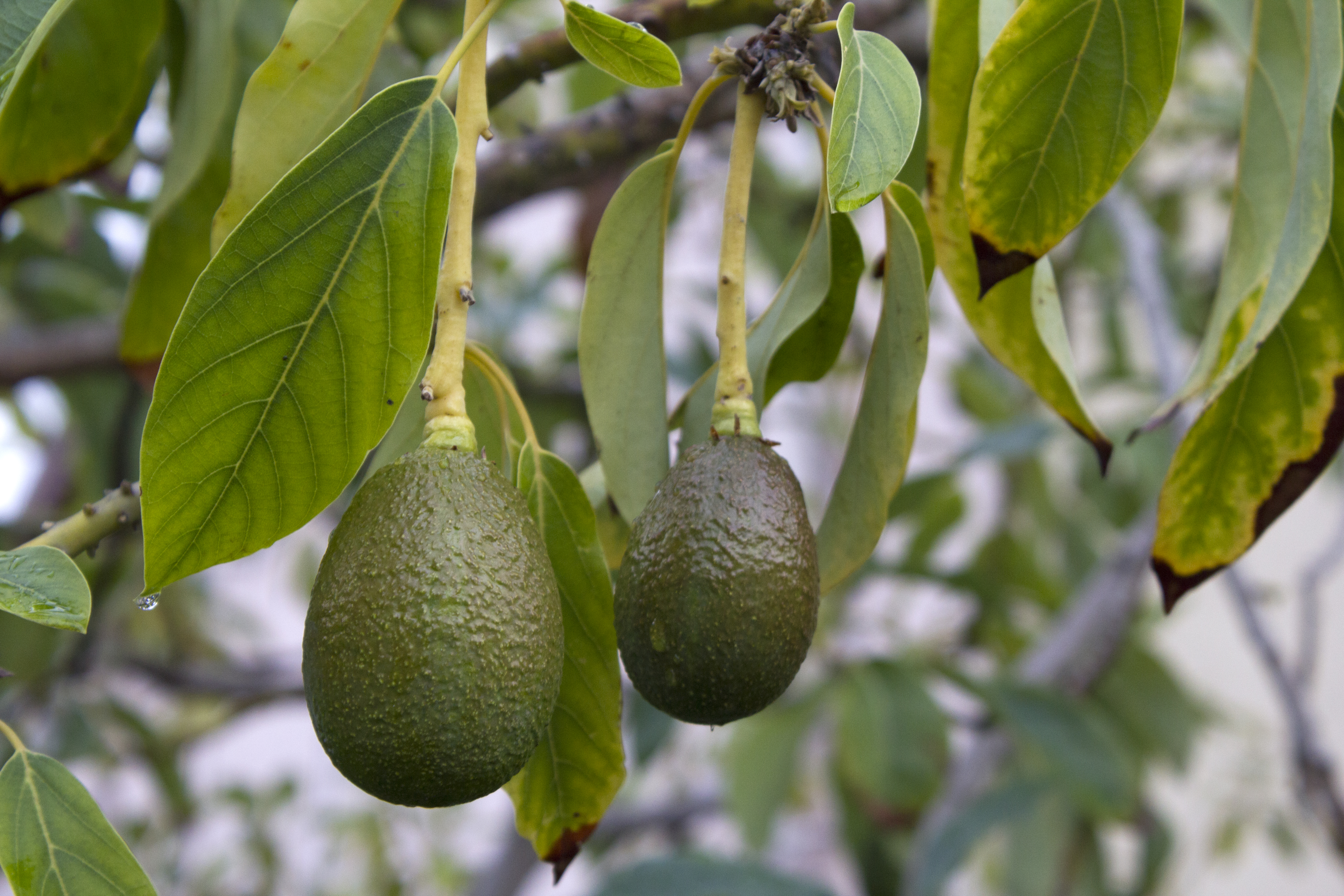 L'avocat, un ami qui vous veut du bien