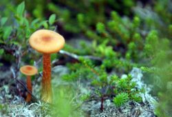 Champignons bis