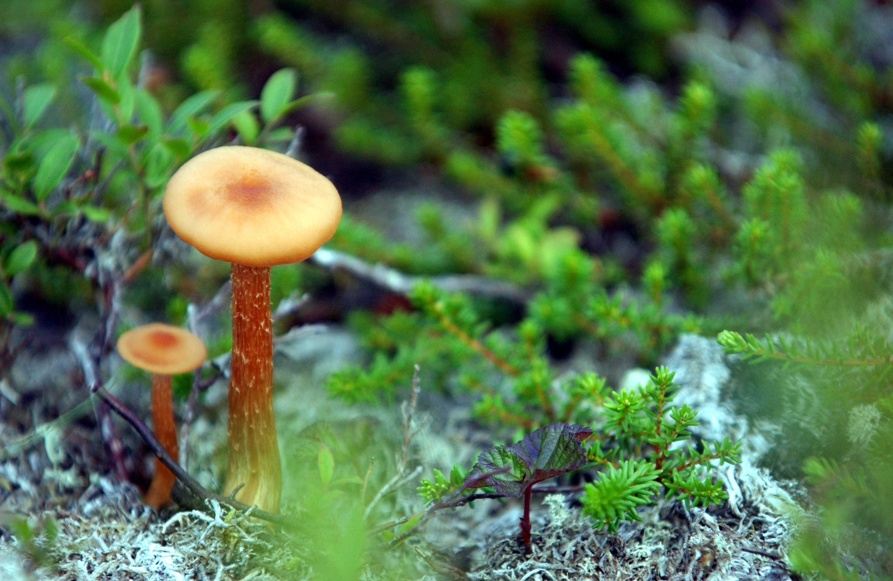 Ce que vous ne saviez pas sur les champignons