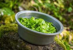 De la salade, pourquoi ?