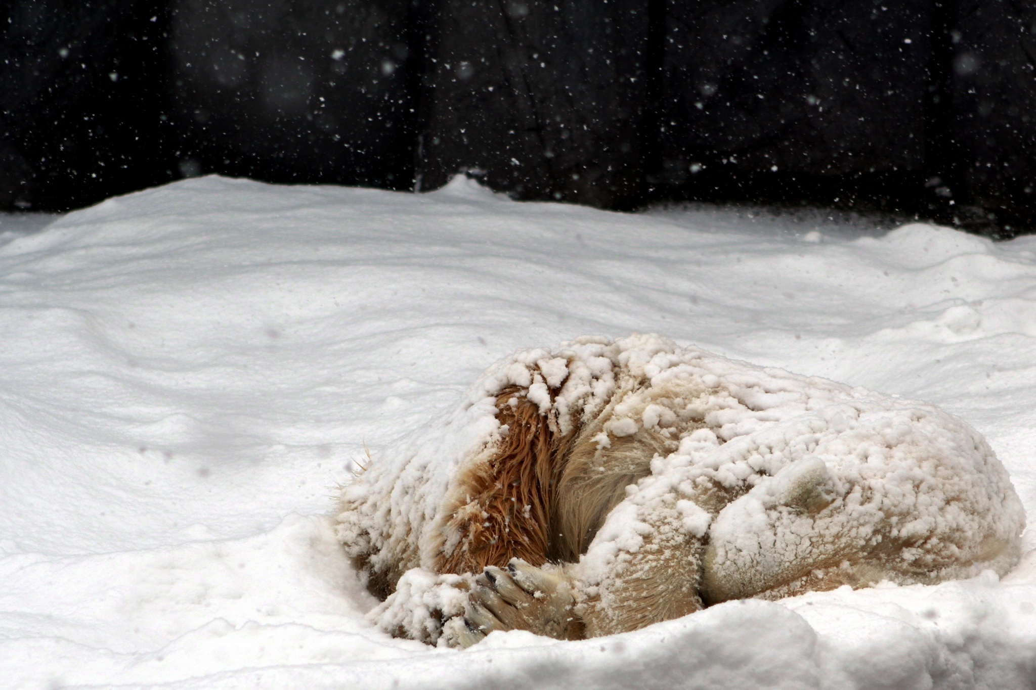 Sommeil et alimentation en hiver.