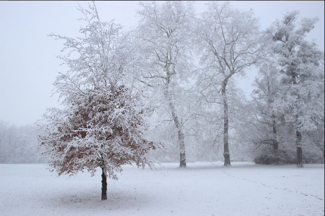 Chouette, il neige… de la pollution !