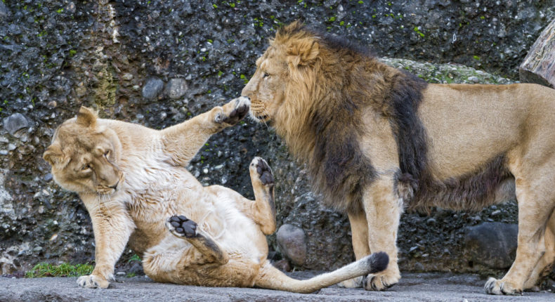 La planète ne compte plus que 35 000 lions africains. © Tambako The Jaguar