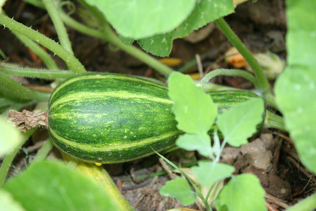 La musique peut lutter contre les champignons qui s'attaquent aux courgettes © simplementNat Martel