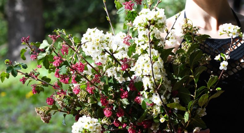 Des branches fleuries, vive le printemps !