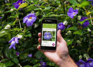 Jardins comestibles