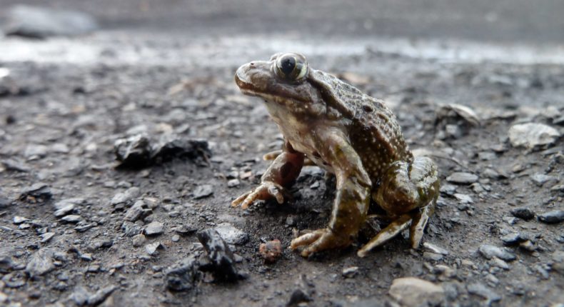 biodiversité terrils