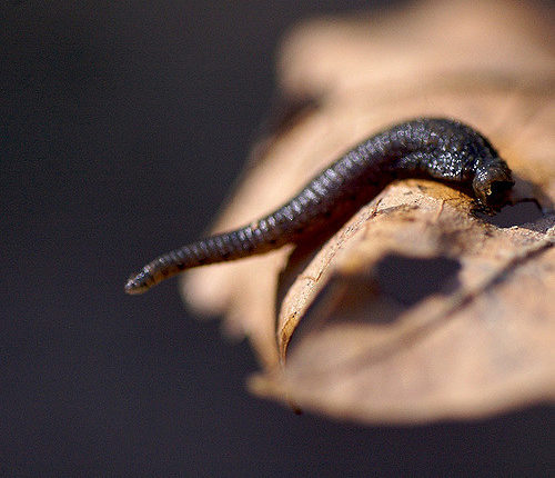 soigner-avec-insectes