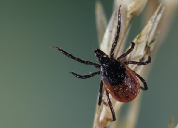 869 espèces de tiques sont recensées à ce jour. ©INRA