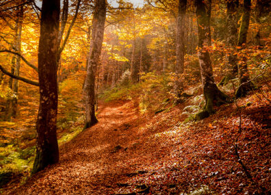 Comment va la forêt ?