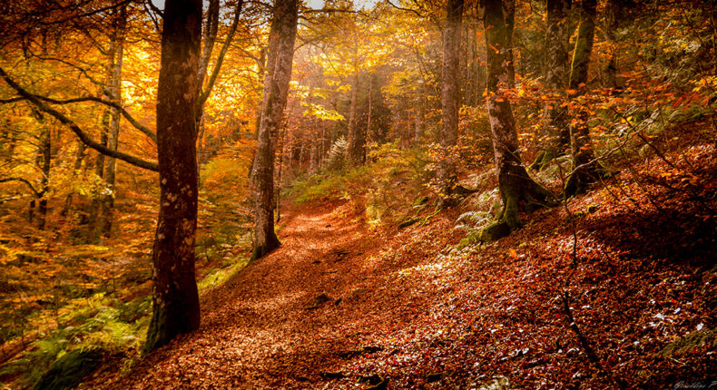 Les belles couleurs automnales de la forêt. © geraldine poisson