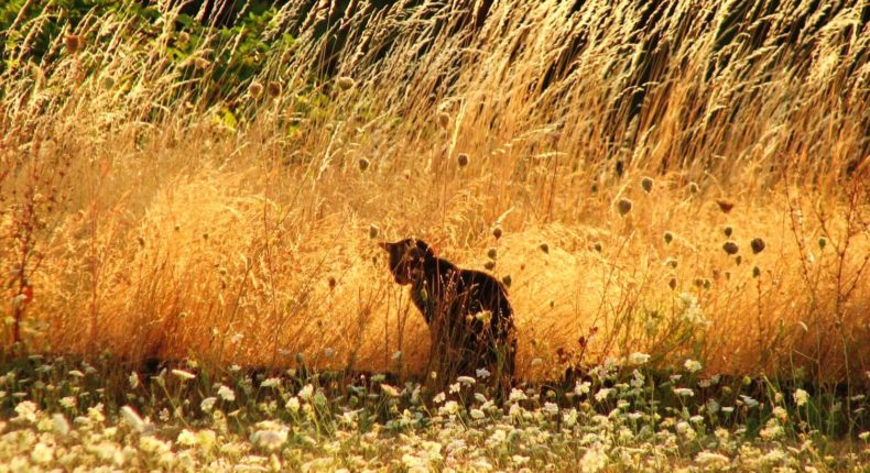 chats-biodiversite-oiseaux